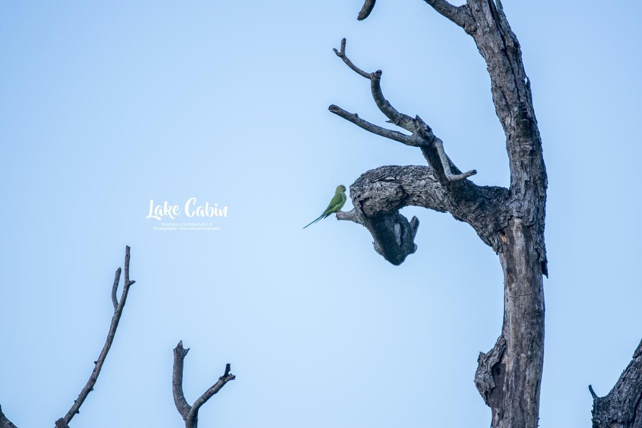 Lake Cabin Polonnaruwa Ngoại thất bức ảnh
